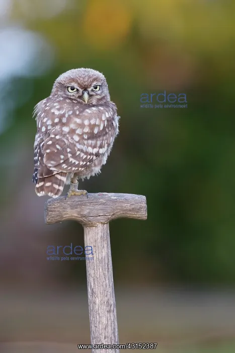 : Little Owl : Little Owl
