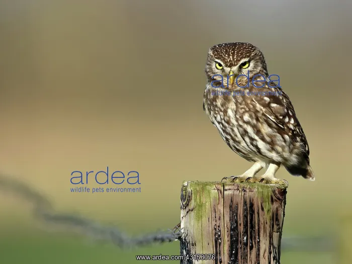: The little Owl : The little Owl