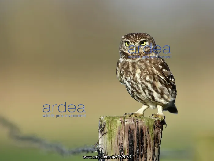 : The little Owl : The little Owl