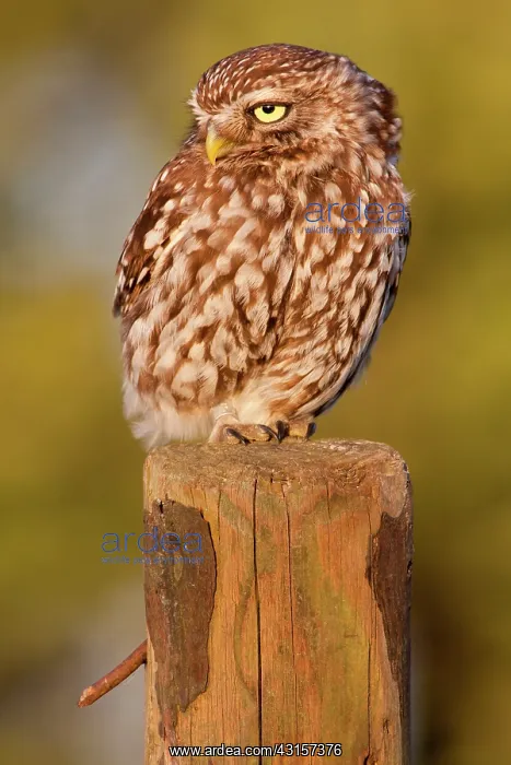 : Little Owl : Little Owl