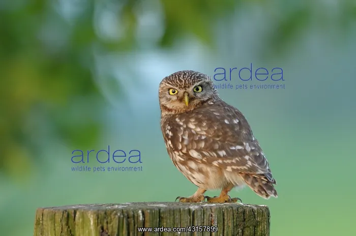 : Little Owl : Little Owl