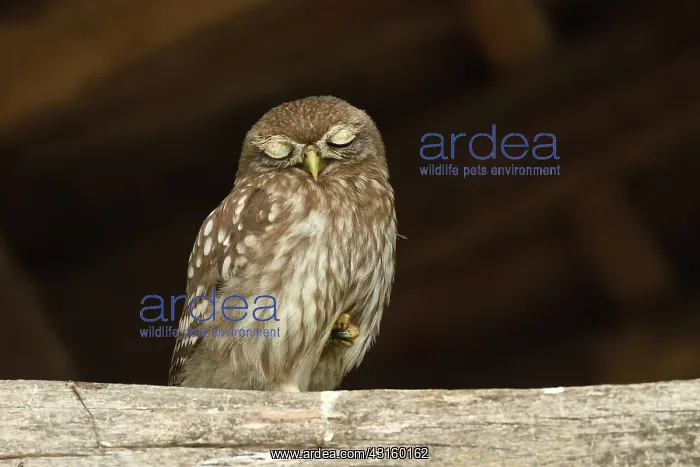 : Little Owl : Little Owl