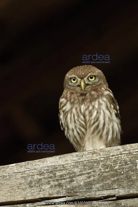 : Little Owl : Little Owl