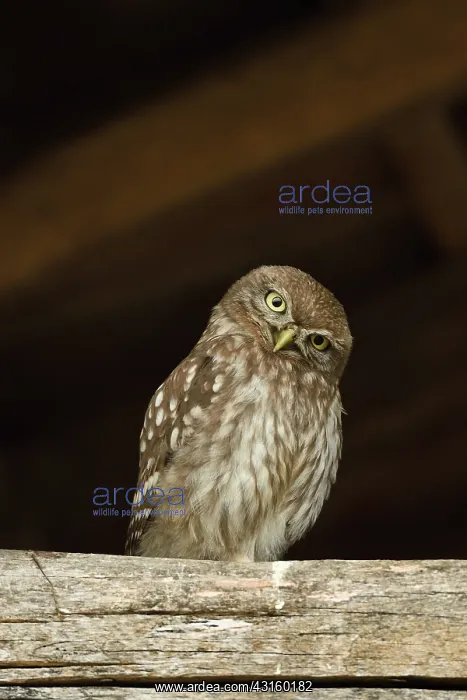 : Little Owl : Little Owl