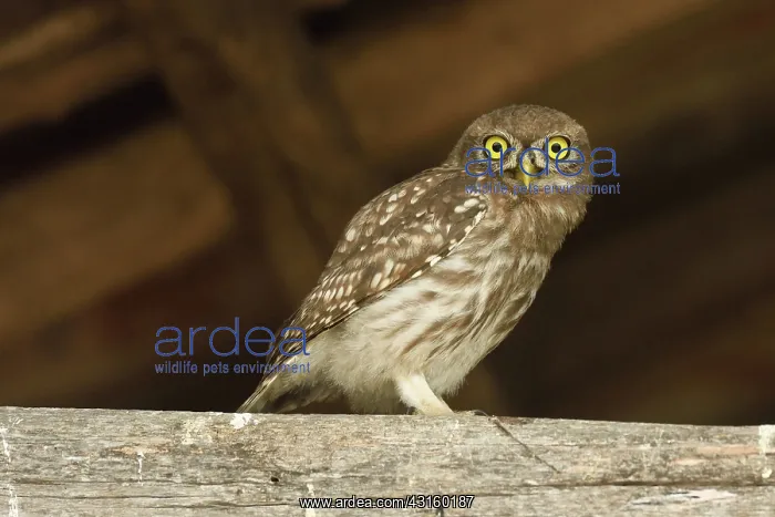 : Little Owl : Little Owl