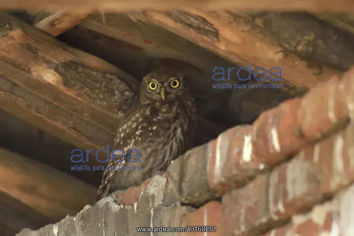: Little Owl : Little Owl