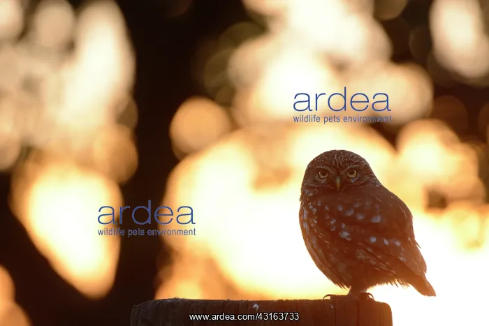 : Little Owl : Little Owl