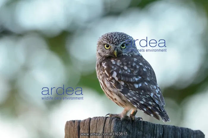 : Little Owl : Little Owl