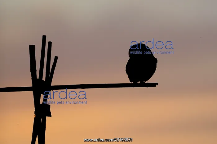 : Little Owl : Little Owl