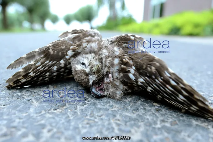 : Little Owl : Little Owl