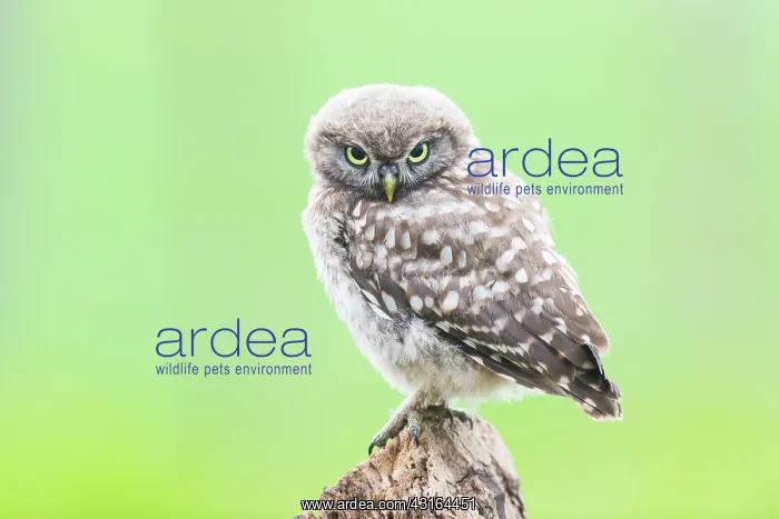: Little Owl : Little Owl
