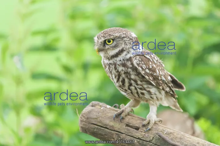 : Little Owl : Little Owl