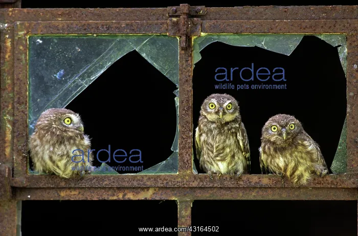 : Little Owl : Little Owl
