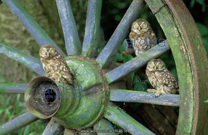 : Little Owl : Little Owl