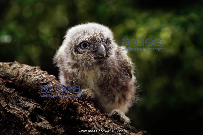 : The little Owl : The little Owl