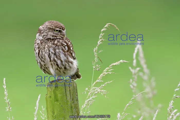 : Little Owl : Little Owl