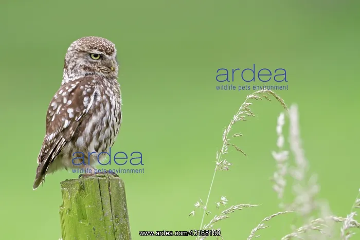 : Little Owl : Little Owl