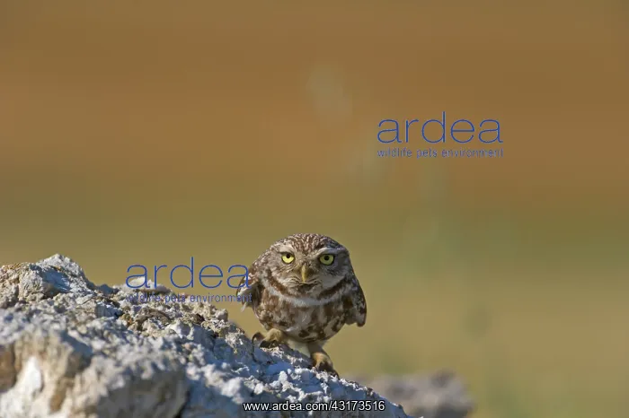 : The little Owl : The little Owl