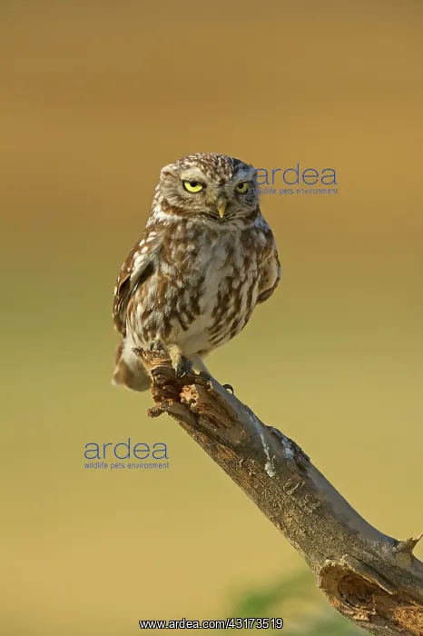 : The little Owl : The little Owl
