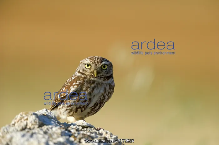 : The little Owl : The little Owl