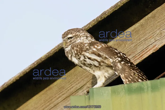 : The little Owl : The little Owl