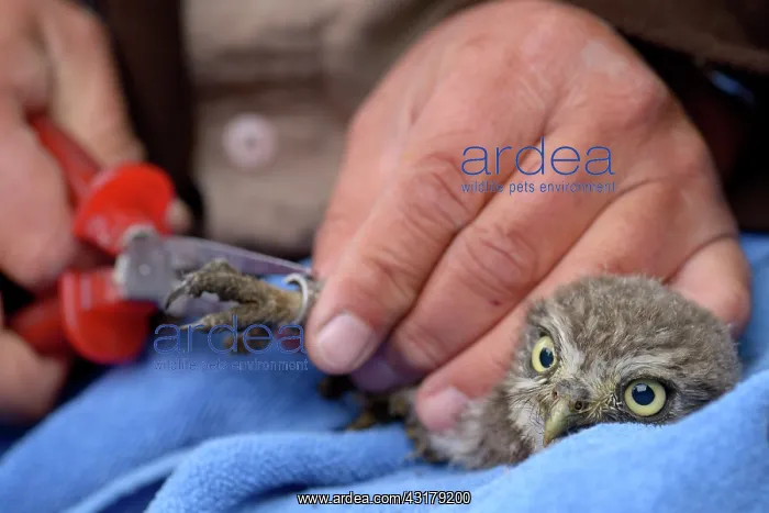 : Little Owl : Little Owl