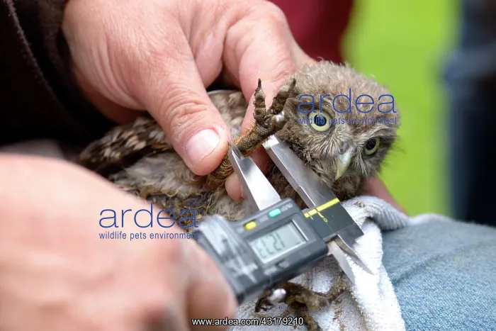 : Little Owl : Little Owl