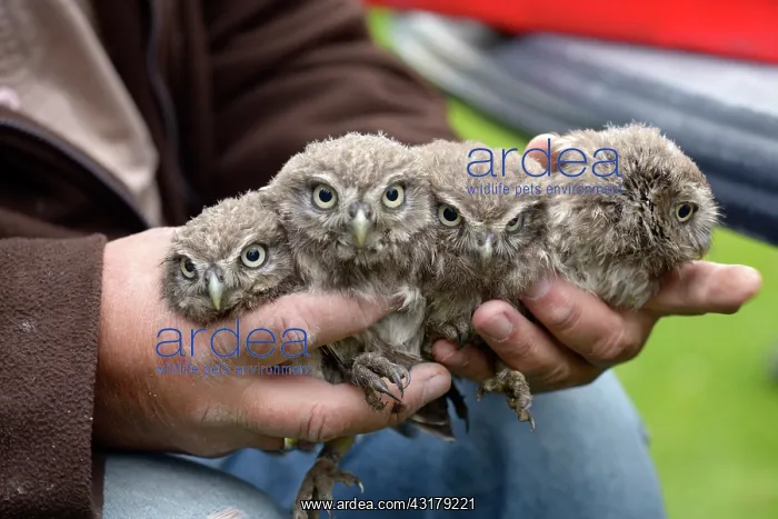 : Little Owl : Little Owl