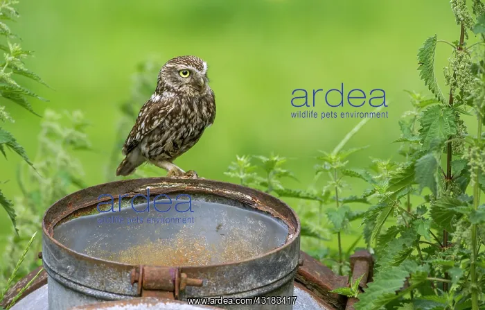 : Little Owl : Little Owl