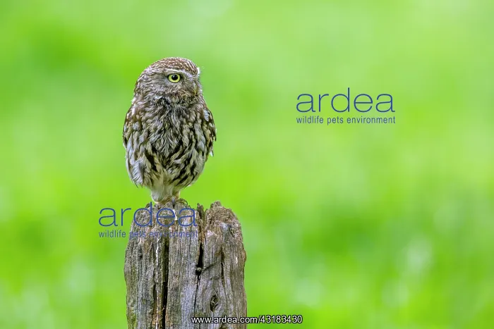 : Little Owl : Little Owl