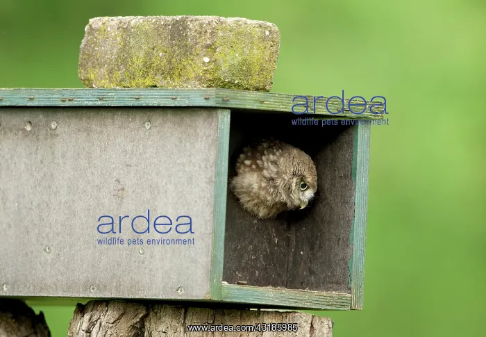 : Little Owl : Little Owl