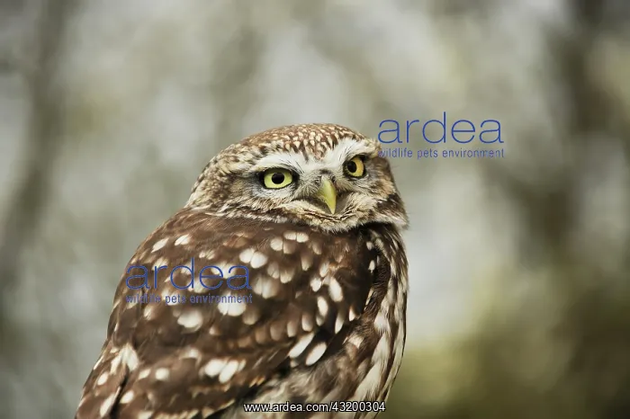 : Little Owl : Little Owl