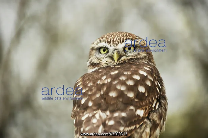 : Little Owl : Little Owl