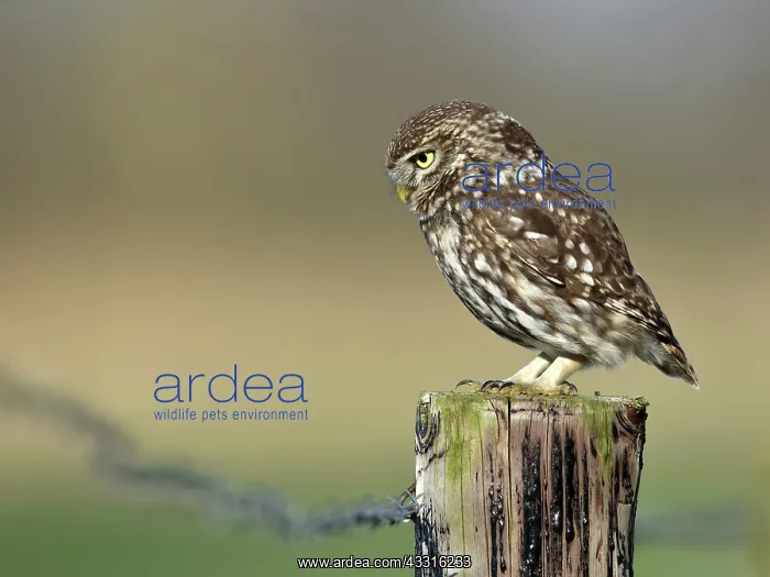 : The little Owl : The little Owl