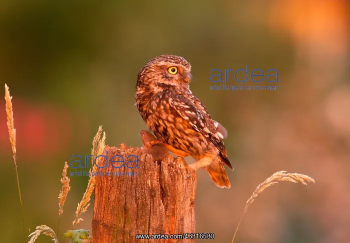 : The little Owl : The little Owl