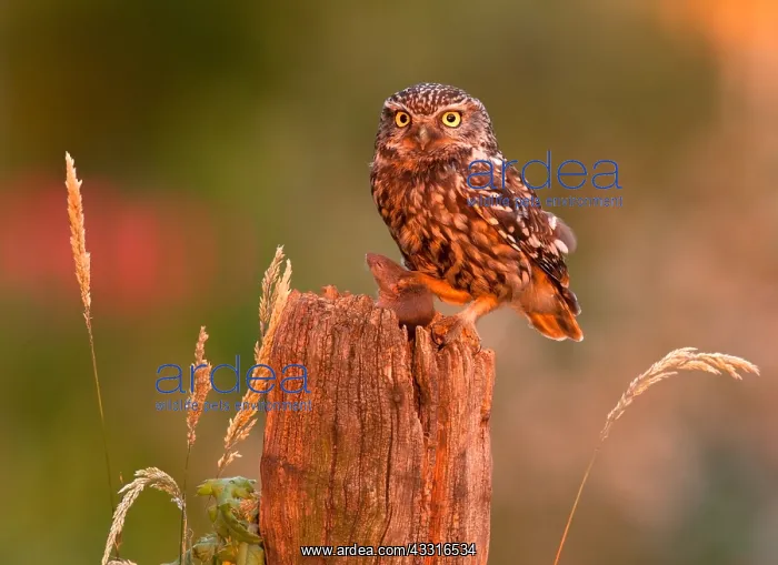 : The little Owl : The little Owl