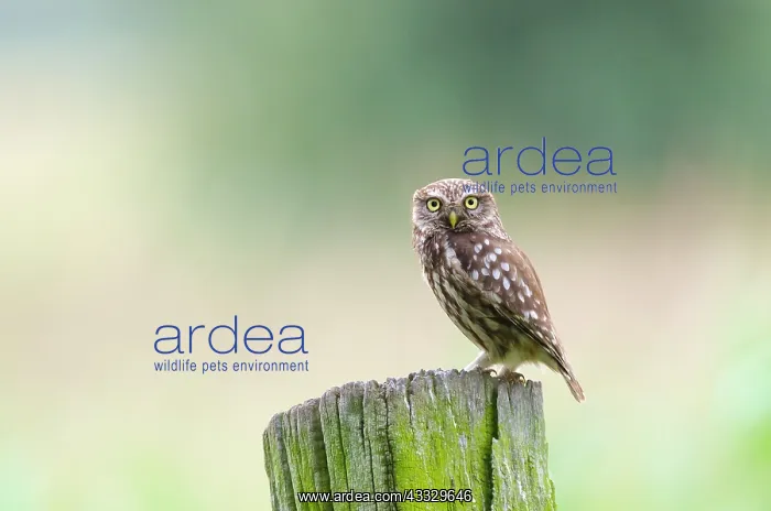 : Little Owl : Little Owl