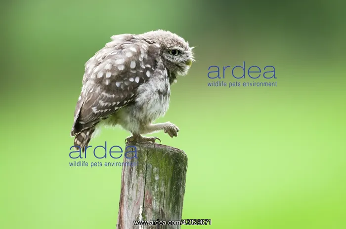 : Little Owl : Little Owl