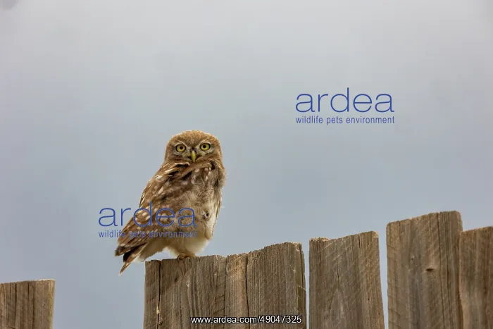 : Little Owl : Little Owl