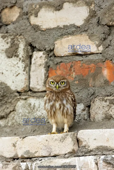  : Little Owl