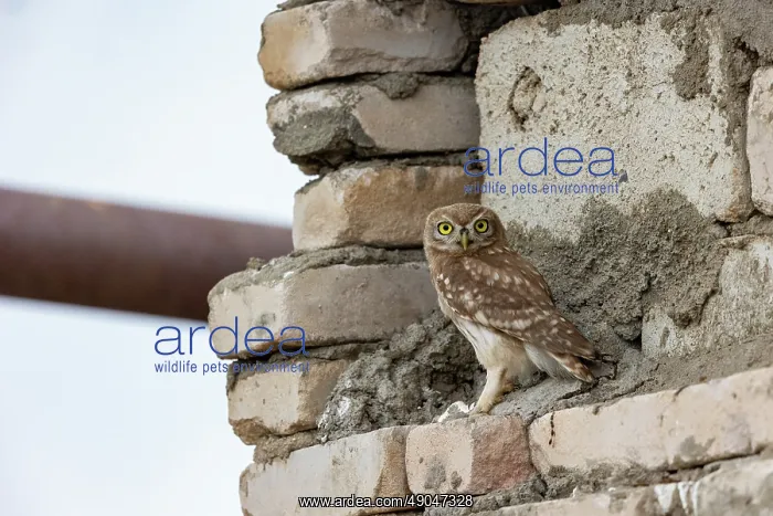 : Little Owl : Little Owl