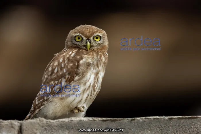 : Little Owl : Little Owl