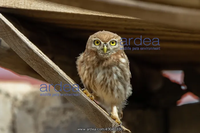 : Little Owl : Little Owl