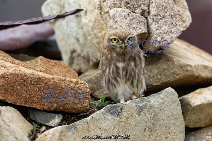 : Little Owl : Little Owl