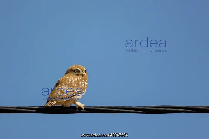 : Little Owl : Little Owl
