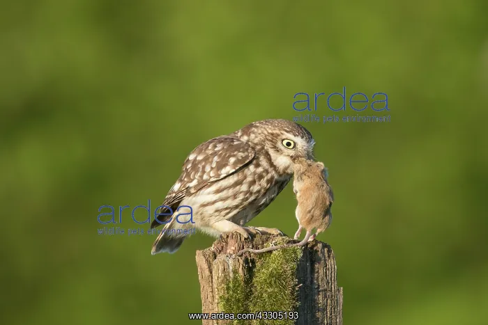  : Little Owl - adult bird with mouse prey standing