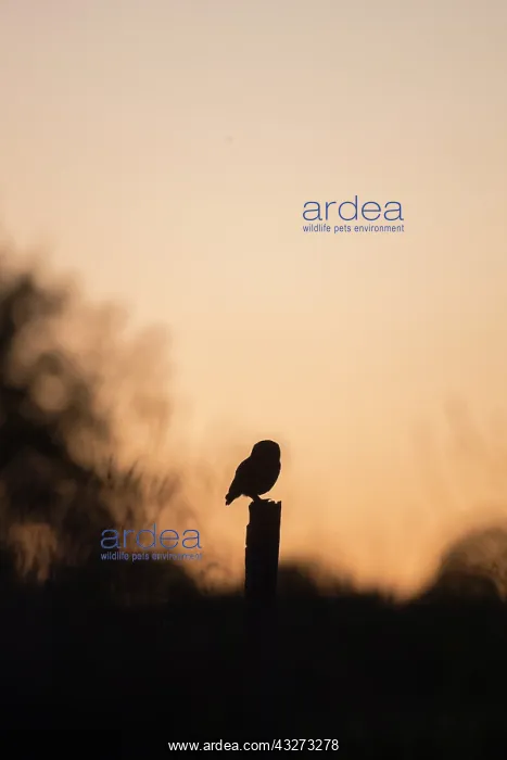 : Little Owl - adult bird standing on a rotten post : Little Owl - adult bird standing on a rotten post