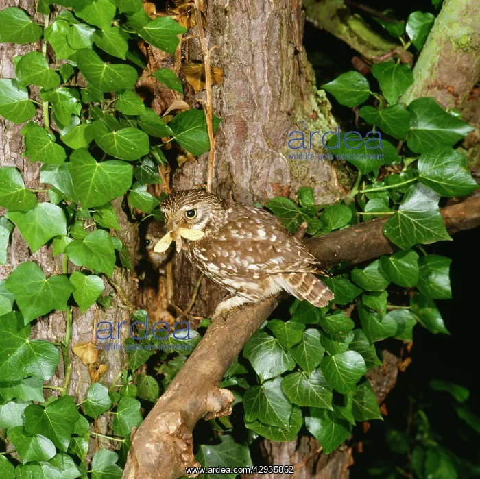 : Little Owl - adult feeding young with Ghost Moth : Little Owl - adult feeding young with Ghost Moth
