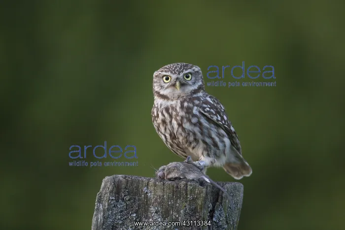 : Little Owl - adult owl with a mouse standing on : Little Owl - adult owl with a mouse standing on