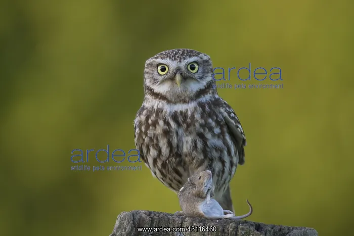 : Little Owl - adult owl with a mouse standing on : Little Owl - adult owl with a mouse standing on